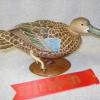 Cinnamon Teal Hen