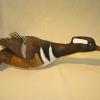 Hooded Merganser Drake