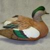 Widgeon Drake 2 right side