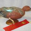 Cinnamon Teal Drake 3 