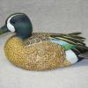 Bluewinged Teal Drake