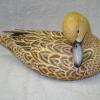 Pintail Hen