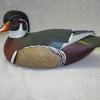 Woodduck Drake 1