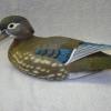 Woodduck Hen 1