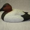 Canvasback Drake