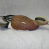 Widgeon Drake 1