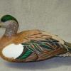 Widgeon Drake 2 left side