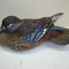 Woodduck Hen