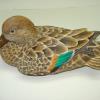 Greenwing Teal Hen