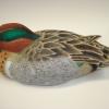 Greenwing Teal 1