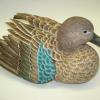 cinn teal hen