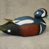 Harlequin Duck