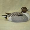 Pintail Drake