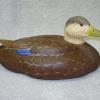 Blackduck