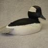 Bufflehead