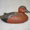 Cinnamon Teal