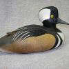 Hooded Merganser