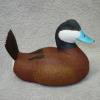 Ruddy Duck