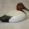 Canvasback