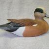 Widgeon