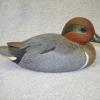 Greenwinged Teal