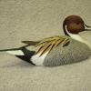 min Pintail