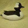 min Bufflehead