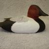 min Canvasback