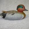 min Greenwinged Teal