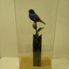 Indigo bunting in case pic 2