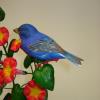 Indigo bunting on Red Morning Glory