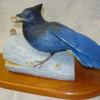 Stellar Jay