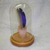 Blackduck Drake feather with glass cover