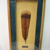 Turkey tail feather in Cherry shadowbox