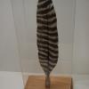 Basswood Turkey wing feather