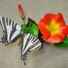 Zebra Swallowtail